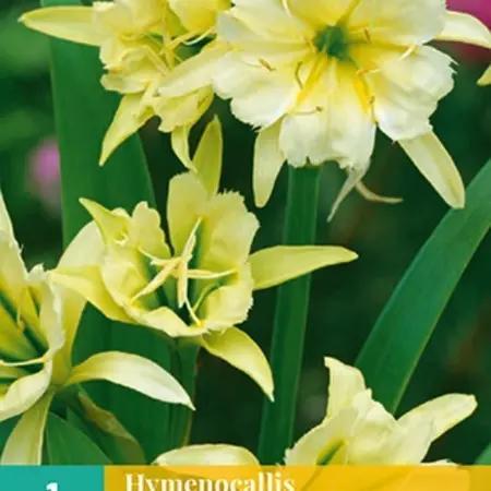 Hymenocallis Sulphur Queen - Yellow - Buy Summerflowers Online? Garden Select