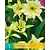 Hymenocallis Sulphur Queen - 1 Bulb
