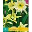 Hymenocallis Sulphur Queen - Yellow - Buy Summerflowers Online? Garden Select