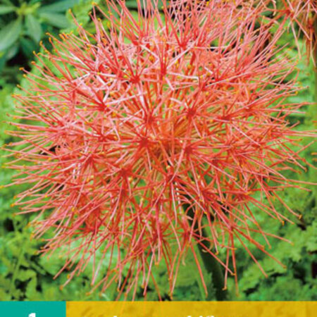 Scadoxus Multiflorus - Orange Wonder - Exotic Flower Bulbs / Plants Buy?