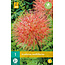 Scadoxus Multiflorus - Orange Wonder - Exotic Flower Bulbs / Plants Buy?