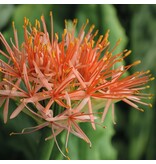 Scadoxus Multiflorus - Orange Wonder - Exotische Bloembollen / Planten Kopen?