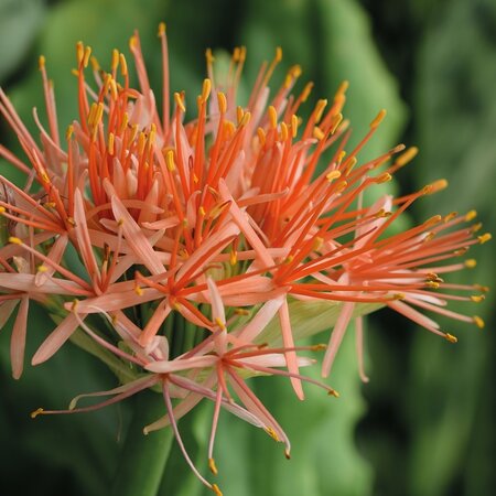 Scadoxus Multiflorus - Orange Wonder - Exotische Bloembollen / Planten Kopen?