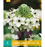 Ornithogalum Saundersiae - Cape Birdseed - Buy Summer Bulbs? Garden-Select.com