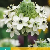 Ornithogalum Saundersiae - 1 Bol