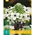 Ornithogalum Saundersiae - 1 Bol