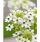 Ornithogalum Saundersiae - Cape Birdseed - Sommerzwiebeln kaufen? Garden-Select.de