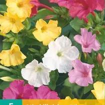 Mirabilis Jalapa Mix - 5 Bollen