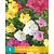 Mirabilis Jalapa Mix - 5 Blumenzwiebeln