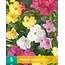 Mirabilis Jalapa Mix - Nachtschatten - Sommerblumen kaufen? Garden-Select.de