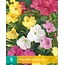 Mirabilis Jalapa Mix - Nightshade - Buy Summer Flowers? Garden-Select.com