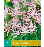 Nerine Bowdenii - Kliplelie - Najaarsbloeiend - Bloembollen Kopen? Garden-Select.com