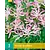 Nerine Bowdenii - 3 Bollen