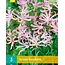 Nerine Bowdenii - Clipla - Autumn-flowering - Buy Flowerbulbs? Garden-Select.com