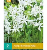 Nerine Bowdenii Alba - Kliplelie - Najaarsbloeiers Kopen? Garden-Select.com