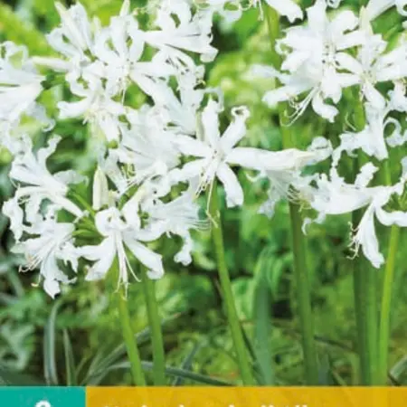 Nerine Bowdenii Alba - Kliplelie - Buy autumn flowering bulbs? Garden-Select.com