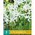 Nerine Bowdenii Alba - 2 Blumenzwiebeln