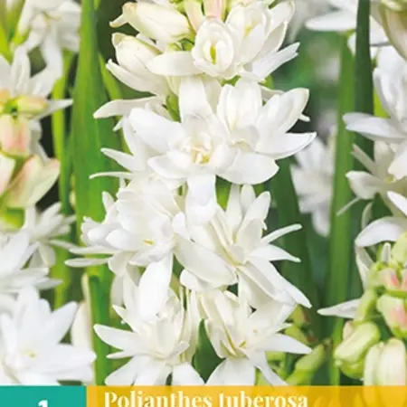 Polianthes Tuberosa The Pearl - Tuberose - Scented - Buy Summer Flowers?