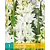 Polianthes Tuberosa The Pearl - 1 Bulb