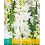 Polianthes Tuberosa The Pearl - Tuberose - Scented - Buy Summer Flowers?