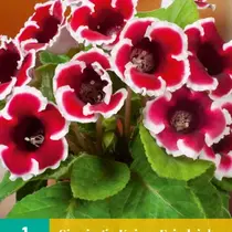 Sinningia Kaiser Friedrich - 1 Bol