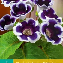 Sinningia Kaiser Wilhelm - 1 Bol