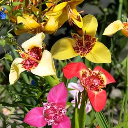 Tigridia Pavonia Mix - Buy unusual bulbs? Garden-Select.com