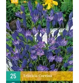 Triteleia Corrina - Bloembollen - Zomerbloeiers Kopen? Garden-Select.com