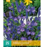 Triteleia Corrina - Bulbs - Buy Summerflowering bulbs? Garden-Select.com