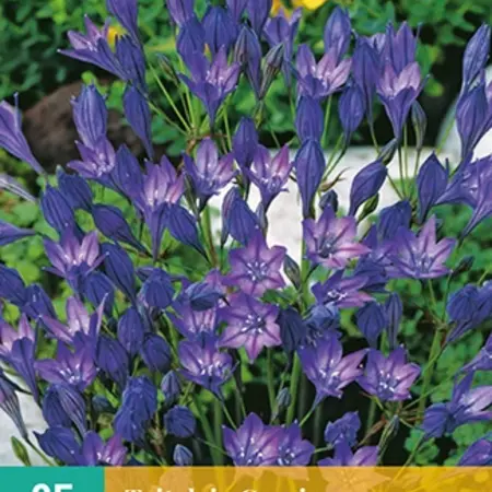 Triteleia Corrina - Blumenzwiebeln - Sommerblühende Zwiebeln kaufen? Garden-Select.de