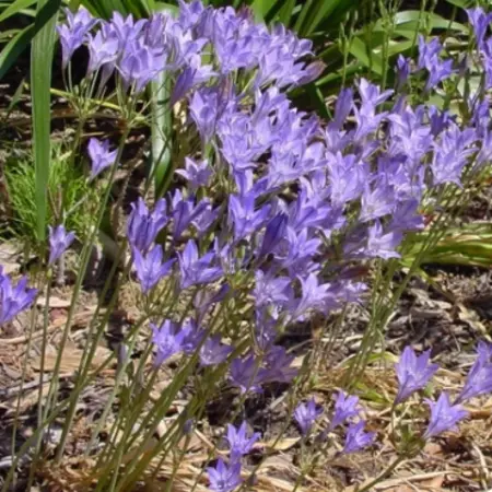 Triteleia Corrina - Blumenzwiebeln - Sommerblühende Zwiebeln kaufen? Garden-Select.de