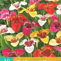 Tigridia Pavonia Mix - 10 Bulbs