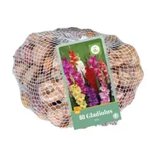 Gladiolen Mix - 60 Bollen