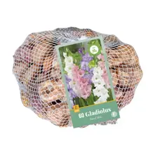Gladiolen Pastel Mix - 60 Bollen