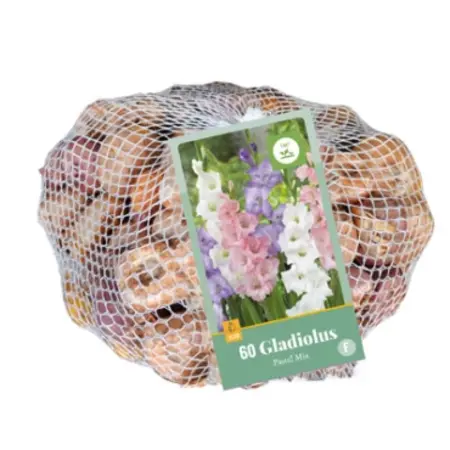Gladioli Pastel Mix - Large-flowered - Buy Summer Flowers? Garden-Select.com