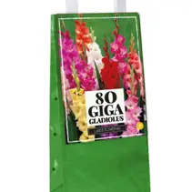 Gladiolen-Mix - 80 Blumenzwiebeln
