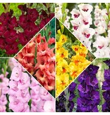 Gladioli Mix - Large-flowered - 80 Bulbs - Buy Summer Flowers?