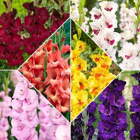 Gladioli Mix - Large-flowered - 80 Bulbs - Buy Summer Flowers?