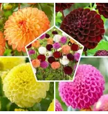 Dahlia Pompon Mix - Summer Flowers - Buy promotional gifts? Garden Select