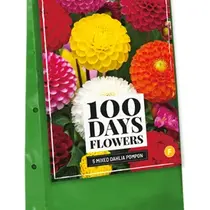 Dahlia Pompon Mix  - 5 Knollen