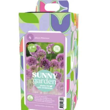 Allium Millenium - 4 Plants - Buy Gift or Business Gift? Garden-Select.com