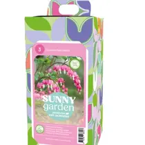 Dicentra Spectabilis Pink - New - 3 Plants