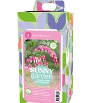 Dicentra Spectabilis Pink - New - 3 Plants