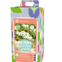 Echinacea Weiß - Neu - 10 Pflanzen