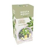 Hosta Aqua + Striped Met Glas - Nieuw - 1 Plant - Cadeau Of Relatiegeschenk Kopen?