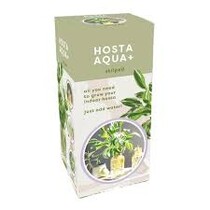 Hosta Aqua + Striped Met Glas - Nieuw - 1 Plant
