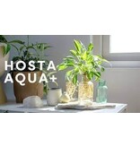 Hosta Aqua + Striped With Glass - New - 1 Plant - Buy Gift Or Business Gift?