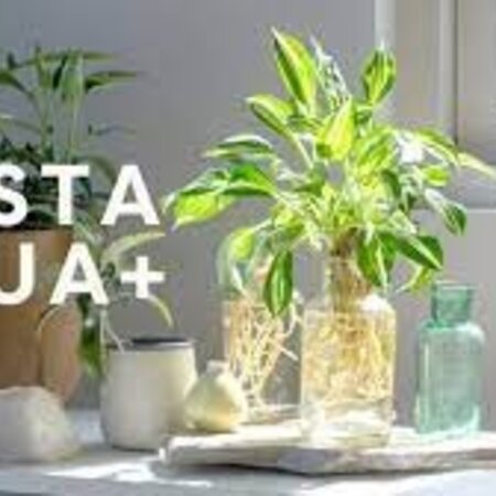 Hosta Aqua + Striped Met Glas - Nieuw - 1 Plant - Cadeau Of Relatiegeschenk Kopen?