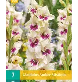 Gladiolen Amber Mystique - Zwaardlelie - Zomerbollen Kopen? Garden-Select.com