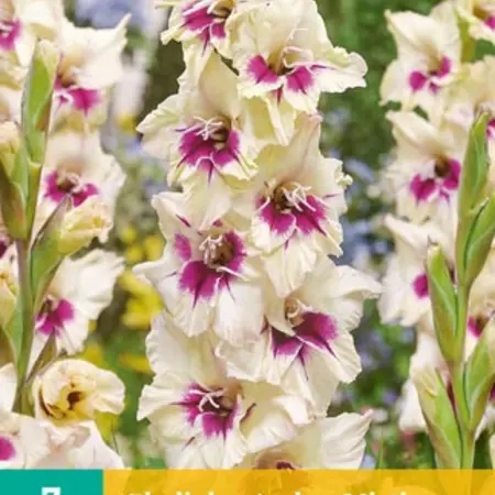 Gladioli Amber Mystique - Sword Lily - Buy Summer bulbs? Garden-Select.com